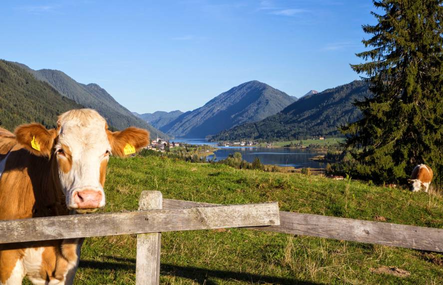 How cows live in Weissensee