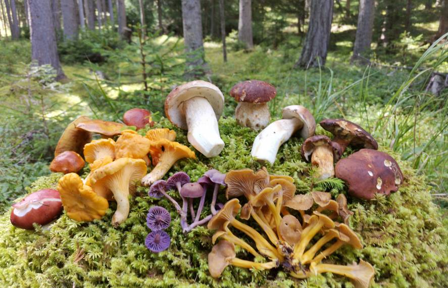 Verschiedene Pilze im Wald
