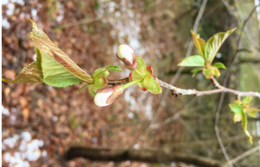 Feldenkrais im Frühling Baum mit Knospen