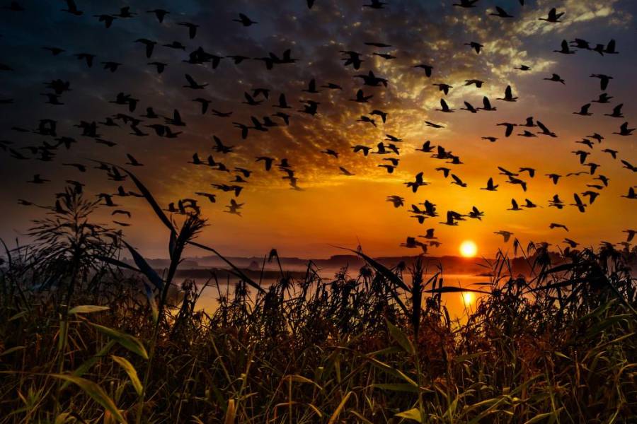 Bei Sonnenuntergang fliegt ein Schwarm Enten vorbei